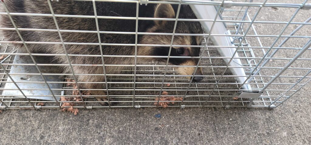 Wildlife Removal Lake Station