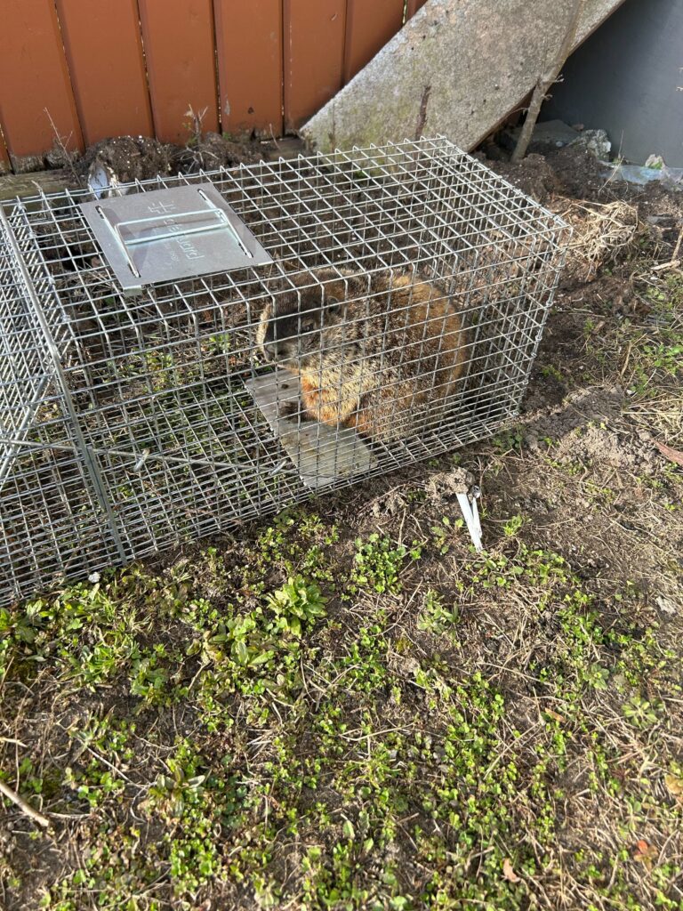 Wildlife Removal Lake Station