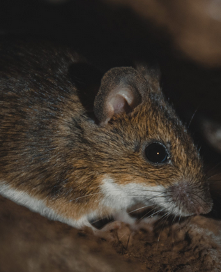 Wildlife Removal Lake Station